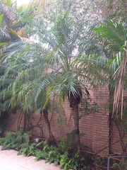 Phoenix roebelenii