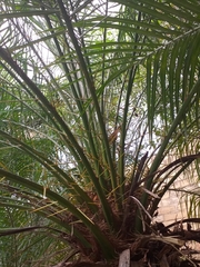 Phoenix roebelenii