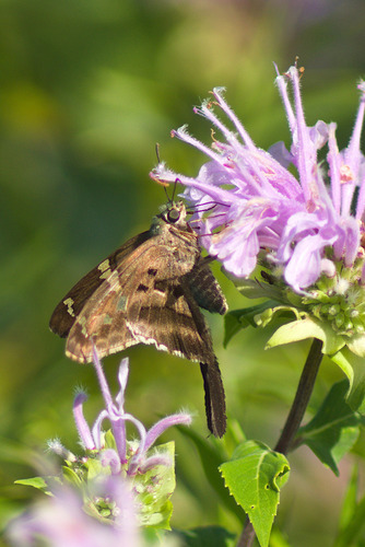 Long-tailed Skipper photo 3