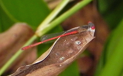 Telebasis digiticollis