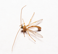 Enicospilus guatemalensis