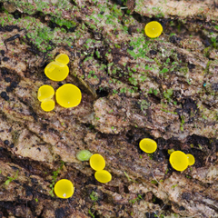 Leotiomycetes