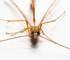 Enicospilus guatemalensis