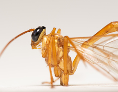 Enicospilus guatemalensis