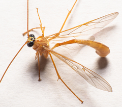 Enicospilus guatemalensis