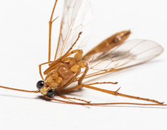 Enicospilus guatemalensis