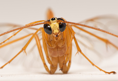 Enicospilus guatemalensis