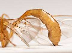 Enicospilus guatemalensis