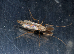 Chironomus riparius