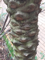 Phoenix roebelenii