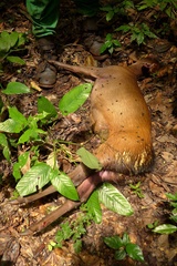 Cephalophorus callipygus