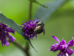 Melissodes denticulatus
