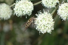 Parasyrphus lineolus