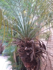 Phoenix roebelenii