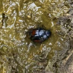 Sphaeridium scarabaeoides