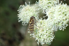 Parasyrphus lineolus