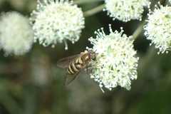 Parasyrphus lineolus