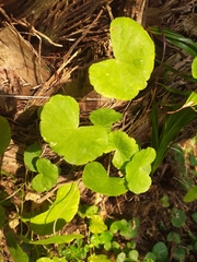 Hydrocotyle leucocephala