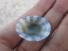 Cellana