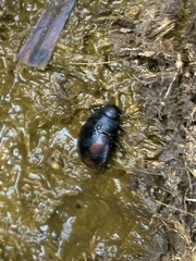 Sphaeridium scarabaeoides