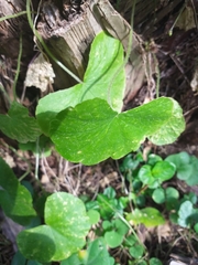 Hydrocotyle leucocephala