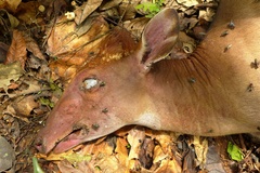 Cephalophorus callipygus