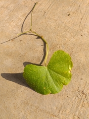 Hydrocotyle leucocephala