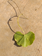 Hydrocotyle leucocephala