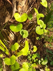 Hydrocotyle leucocephala