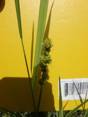 Carex vulpinoidea
