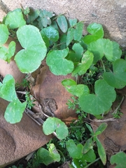Hydrocotyle leucocephala