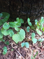 Hydrocotyle leucocephala
