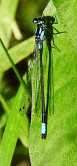Zoniagrion exclamationis