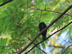 Sporophila corvina