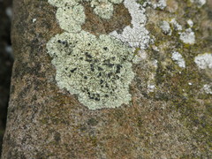 Lecanora sulphurea