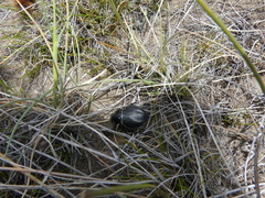 Nyctelia multicristrata