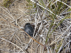 Nyctelia multicristrata