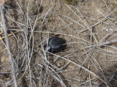 Nyctelia multicristrata