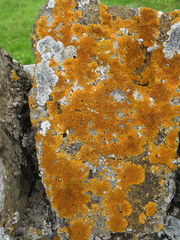 Variospora flavescens