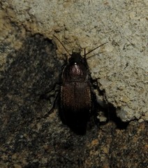 Chlaenius tomentosus