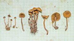 Agaricales