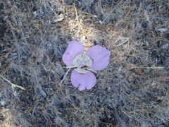 Calochortus macrocarpus macrocarpus