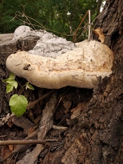 Fomitiporia hartigii