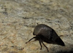 Telamonini