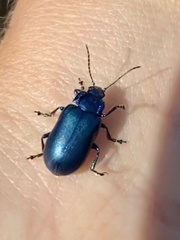 Oreina cacaliae
