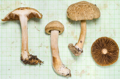 Agrocybe