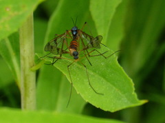 Ptychoptera quadrifasciata