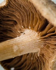 Agrocybe
