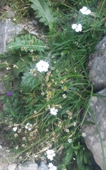 Heliosperma alpestre