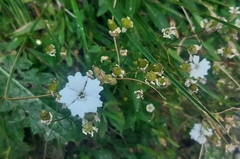 Heliosperma alpestre